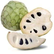 CHERIMOYA (Annona cherimola) Chirimoya Annona Custard Apple FRESH Seeds (300 sold so far!)